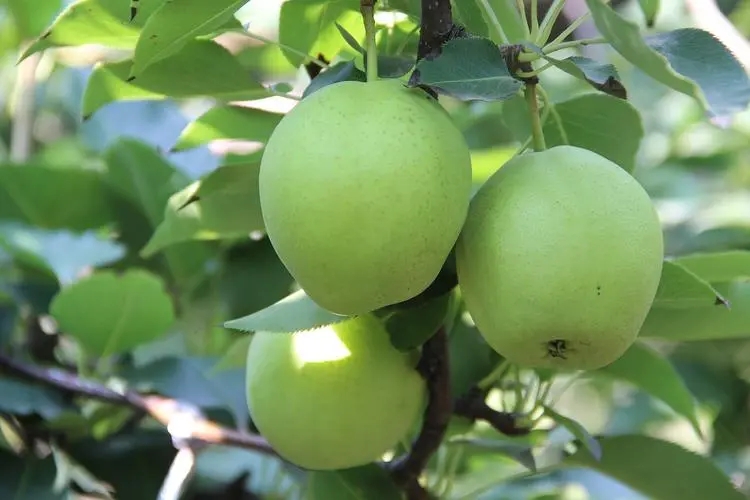 Early crisp pears